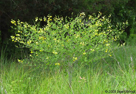 Baptisia tinctoria (L.) R. Br. ex Ait. f.