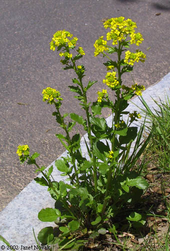 Barbarea vulgaris Ait. f.
