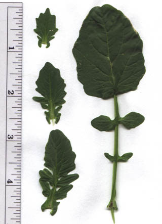 Barbarea vulgaris Ait. f.
