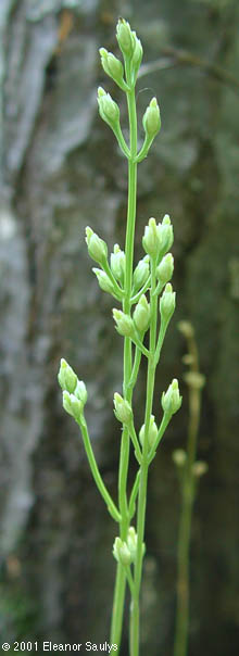 Bartonia virginica (L.) B.S.P.