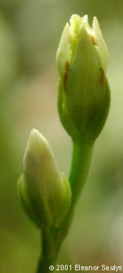 Bartonia virginica (L.) B.S.P.