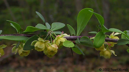 Berberis thunbergii DC.