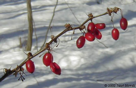 Berberis thunbergii DC.