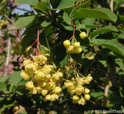 Berberis vulgaris L.