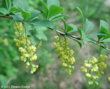 Berberis vulgaris L.