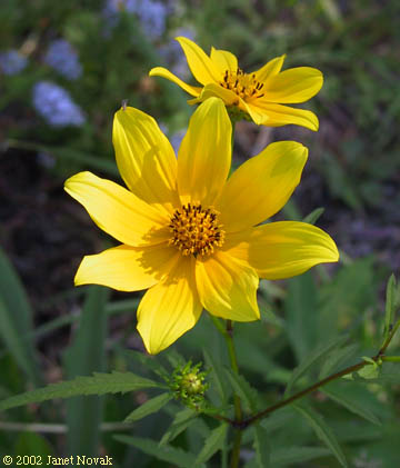 Bidens aristosa (Michx.) Britt.