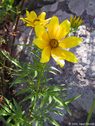 Bidens aristosa (Michx.) Britt.
