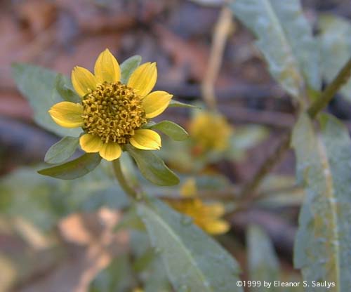 Bidens cernua L.