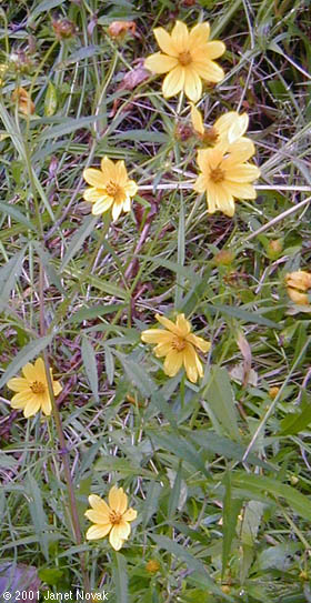 Bidens coronata (L.) Britt.