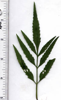Bidens coronata (L.) Britt.