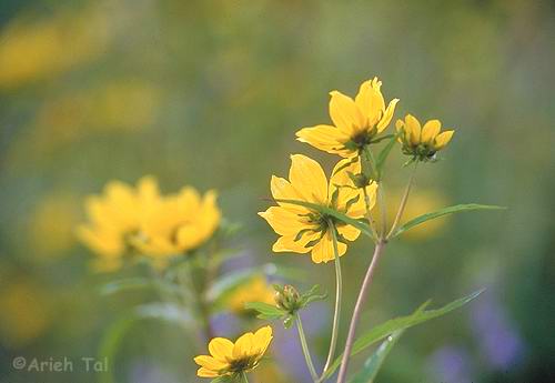 Bidens laevis (L.) B.S.P.