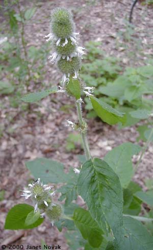 Blephilia hirsuta (Pursh) Benth.