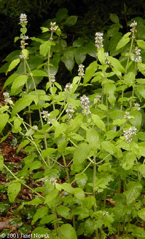 Blephilia hirsuta (Pursh) Benth.