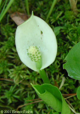 Calla palustris L.