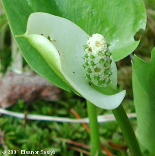 Calla palustris L.