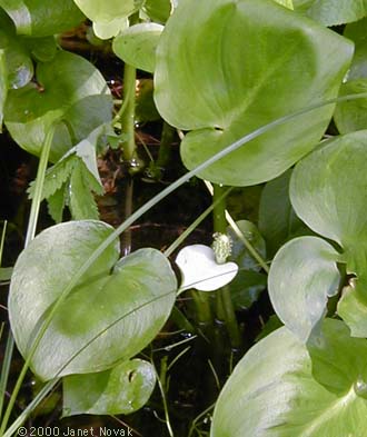 Calla palustris L.