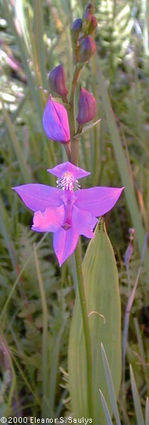 Calopogon tuberosus (L.) B.S.P.