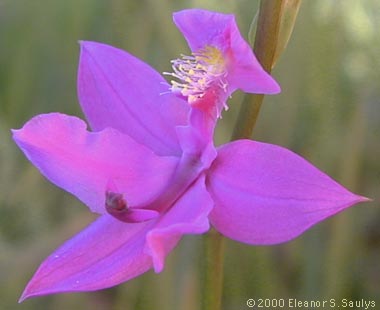 Calopogon tuberosus (L.) B.S.P.