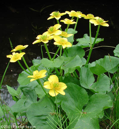 Caltha palustris L.