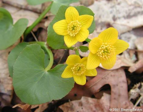 Caltha palustris L.