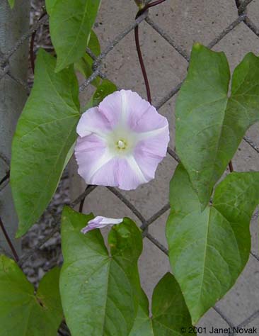 Calystegia sepium (L.) R. Br. ssp. americana (Sims) Brummitt