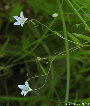 Campanula aparinoides Pursh