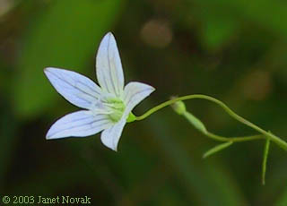 Campanula aparinoides Pursh