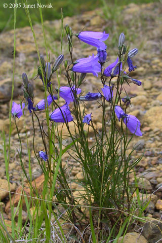 Campanula rotundifolia L.