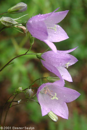 Campanula rotundifolia L.