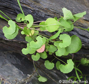 Campanula rotundifolia L.