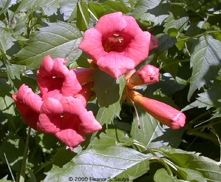 Campsis radicans (L.) Seem. ex Bureau
