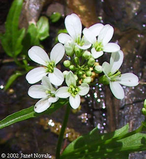 Cardamine bulbosa (Schreb. ex Muhl.) B.S.P.