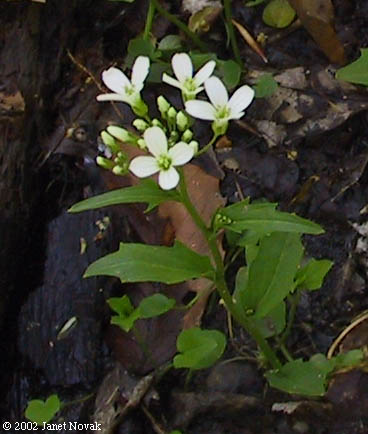 Cardamine bulbosa (Schreb. ex Muhl.) B.S.P.