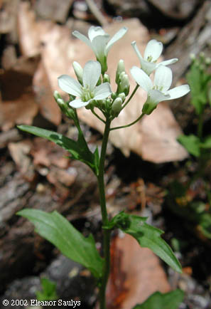 Cardamine bulbosa (Schreb. ex Muhl.) B.S.P.
