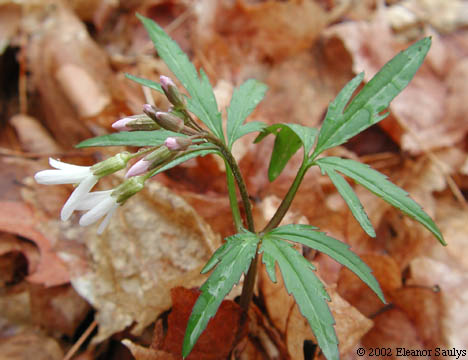 Cardamine concatenata (Michx.) Sw.
