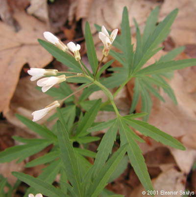 Cardamine concatenata (Michx.) Sw.