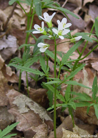 Cardamine concatenata (Michx.) Sw.