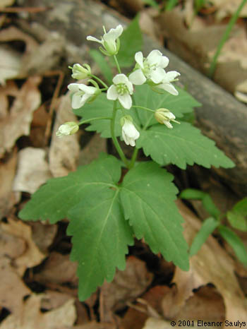 Cardamine diphylla (Michx.) Wood