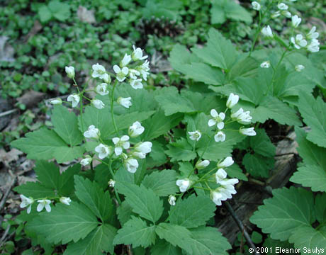 Cardamine diphylla (Michx.) Wood