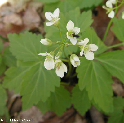Cardamine maxima (Nutt.) Wood