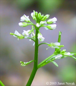Cardamine pensylvanica Muhl. ex Willd.