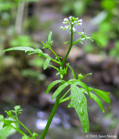 Cardamine pensylvanica Muhl. ex Willd.