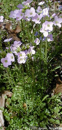 Cardamine pratensis L.