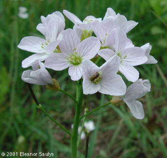 Cardamine pratensis L.