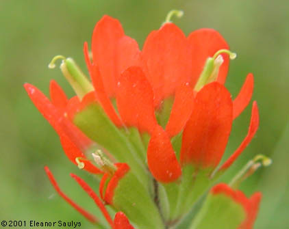 Castilleja coccinea (L.) Spreng.
