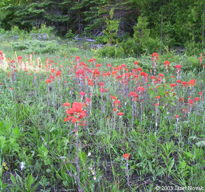 Castilleja coccinea (L.) Spreng.