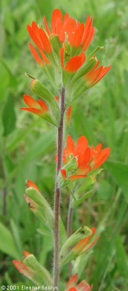 Castilleja coccinea (L.) Spreng.