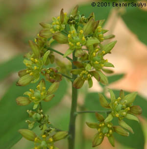 Caulophyllum thalictroides (L.) Michx.