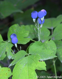 Caulophyllum thalictroides (L.) Michx.