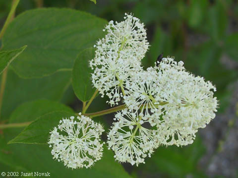 Ceanothus americanus L.